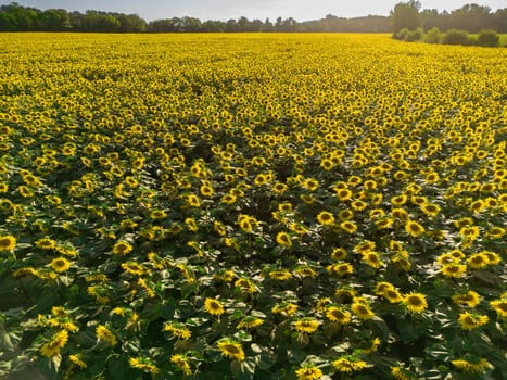 Sunset Aerial View Sunflower field, High quality 4k photo