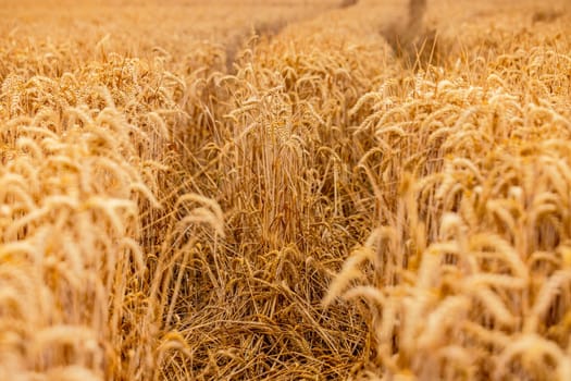 A tire track and bent stalks in a yellow and ripe field full of wheat in hot midsummer, Germany, Europe