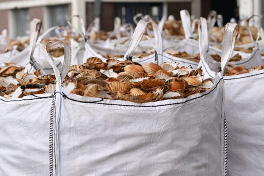 Bags with empty scallop shell for processing