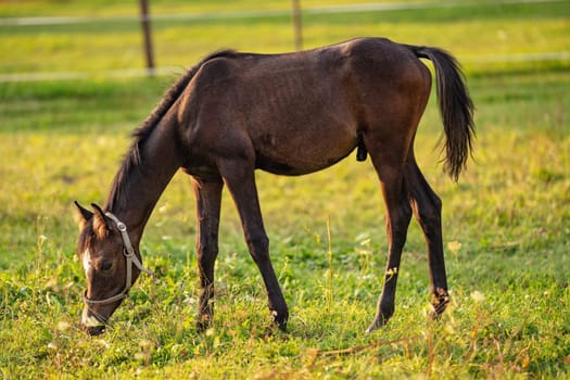 Dark brown Arabian horse foal grazing over green grass field, afternoon sun shines over.