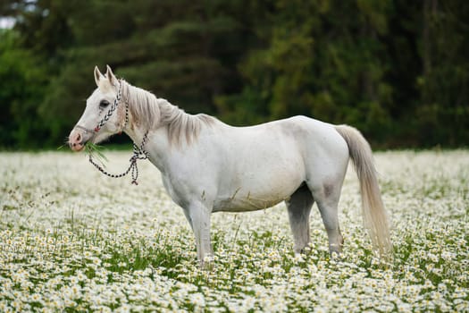 White Arabian horse grazing on forest meadow with many wild daisy flowers.