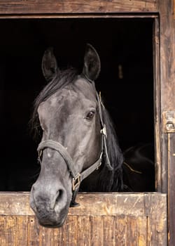 Dark grey Arabian horse in his wooden stable box - detail on head only.