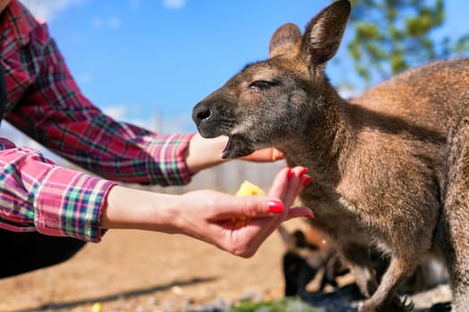 Young woman posing with kangaroo, feeding the animal some fruit from her hand.