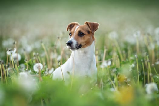 Small Jack Russell terrier sitting in green grass meadow, white dandelion flowers around.