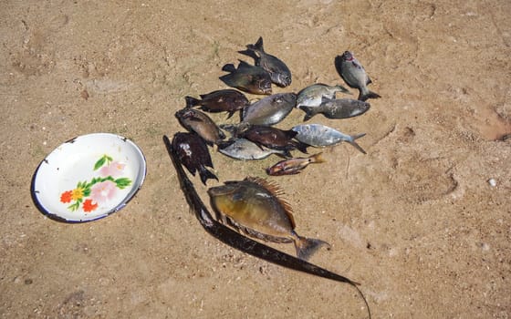 Sun shines to freshly caught sea fish on the beach - plate near.