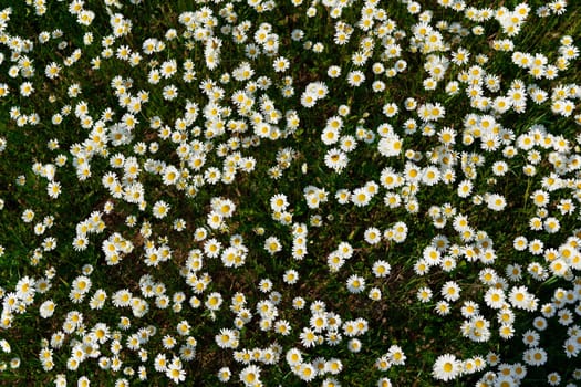 Sun lit spring meadow with many daisy flowers blooming, shallow depth of field photo, view form above.
