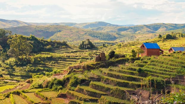 Typical Madagascar landscape - green and yellow rice terrace fields on small hills with clay houses in region near Vohiposa.
