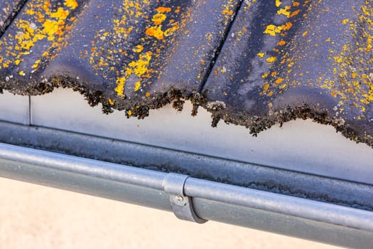Roof tiles with colored lichen and moss over a galvanized gutter on a house roof, Germany
