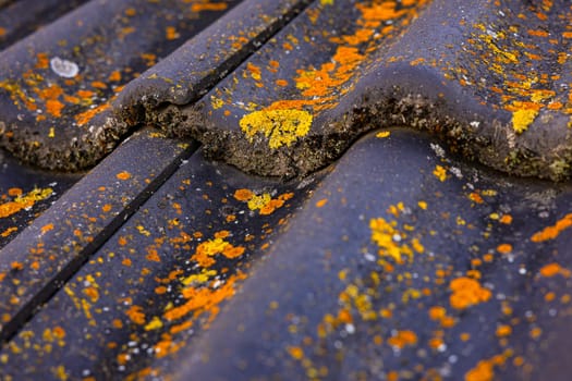 Close up of colored lichen and moss on tiles on roof of house