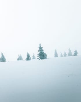 Snow-covered mountain spruces standing in deep snow bend under the pressure of the wind during a snow storm. Because of the storm, low visibility, the trees in the background in the haze.