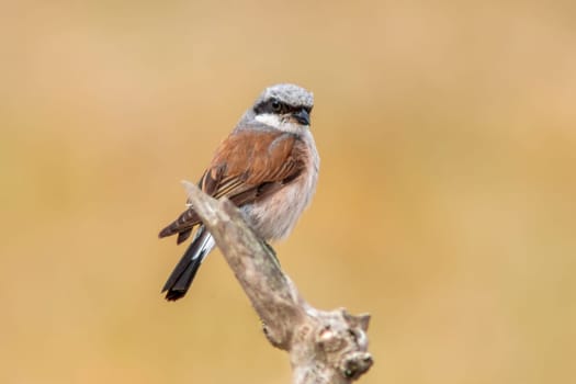 a male red-backed shrike sitting on a branch in a park