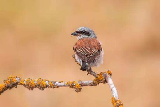 a male red-backed shrike sitting on a branch in a park