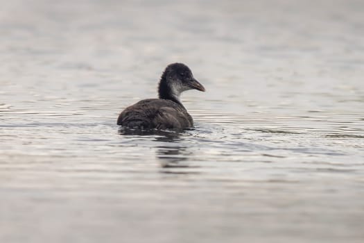 a young chick coot (Fulica atra) swims on a reflecting lake