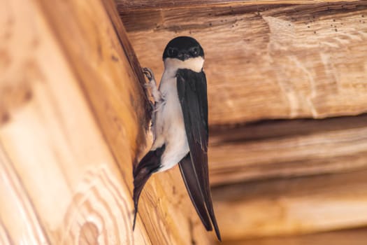 a house martin (Delichon urbicum) hangs on a wooden beam and begins to build a nest