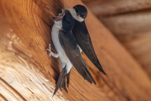 two house martins (Delichon urbicum) hang on a wooden beam and begin to build a nest
