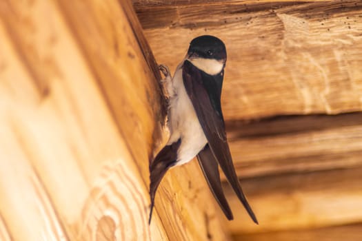 a house martin (Delichon urbicum) hangs on a wooden beam and begins to build a nest