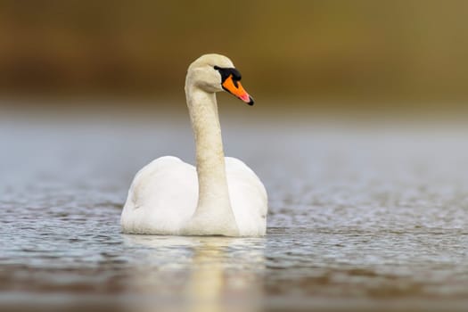 a mute swan swimming on a reflecting lake (Cygnus olor)