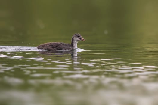 a young chick coot (Fulica atra) swims on a reflecting lake