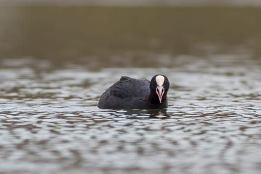 a adult coot (Fulica atra) swims on a reflecting lake