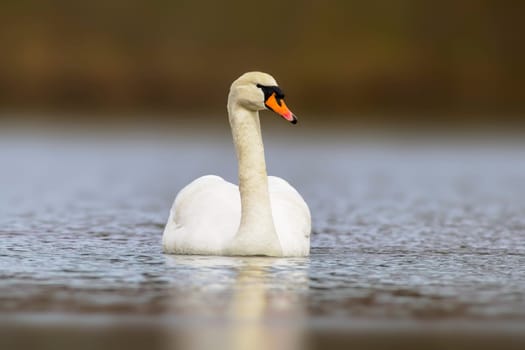 a mute swan swimming on a reflecting lake (Cygnus olor)