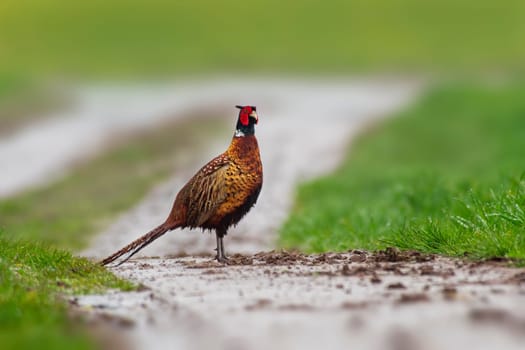 a pheasant rooster (Phasianus colchicus) stands on a dirt road