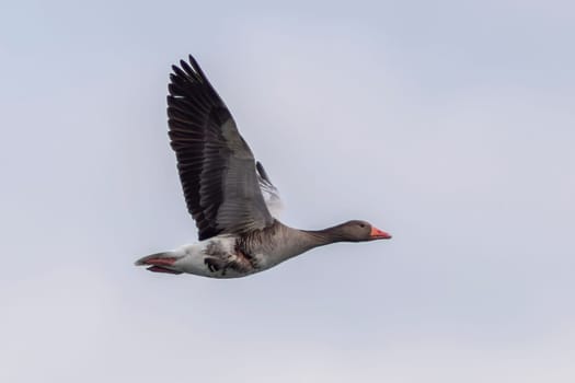 a greylag goose (Anser anser) flies in flight