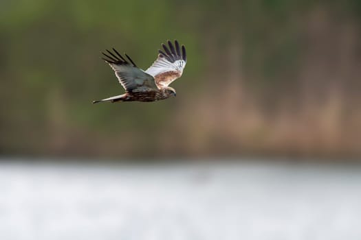 a male Marsh Harrier (Circus aeruginosus) flies over a lake