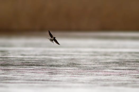 a barn swallow (Hirundo rustica) flies over a lake in search of insects