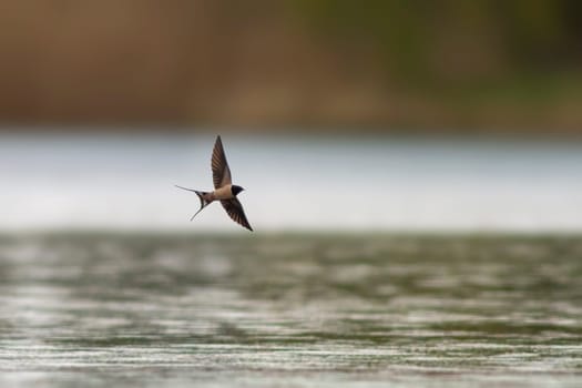 a barn swallow (Hirundo rustica) flies over a lake in search of insects