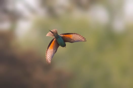 a colorful bee-eater (Merops apiaster) flies through the air hunting for insects