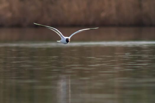 a black-capped gull (ichthyaetus melanocephalus) flies over a lake