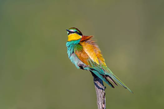 a colorful bee-eater (Merops apiaster) sits on a branch and looks for insects