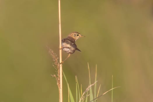 a garden warbler (Sylvia borin) sits on a reed