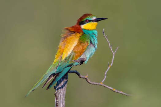 a colorful bee-eater (Merops apiaster) sits on a branch and looks for insects