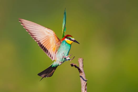 a colorful bee-eater (Merops apiaster) landing on a branch