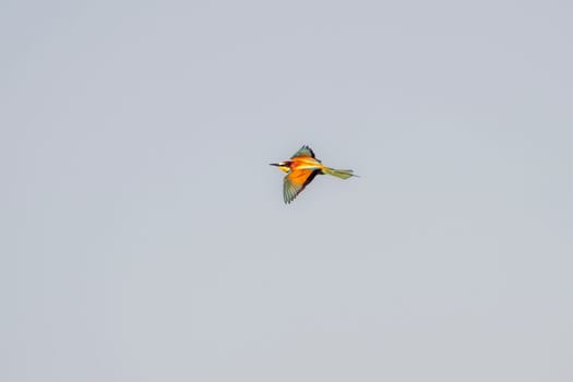 a colorful bee-eater (Merops apiaster) flies through the air hunting for insects