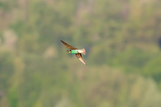a colorful bee-eater (Merops apiaster) flies through the air hunting for insects