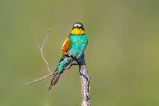 a colorful bee-eater (Merops apiaster) sits on a branch and looks for insects