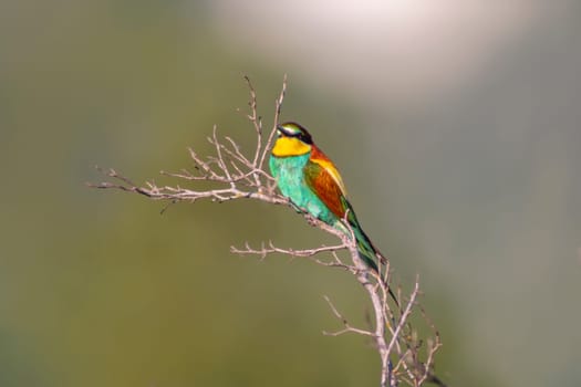 a colorful bee-eater (Merops apiaster) sits on a branch and looks for insects