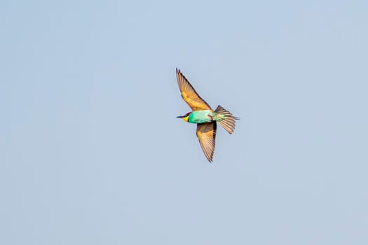 a colorful bee-eater (Merops apiaster) flies through the air hunting for insects