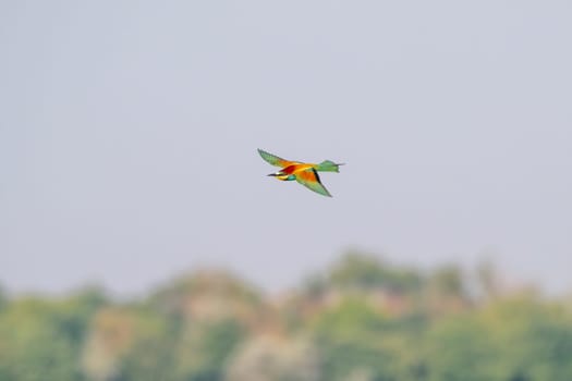 a colorful bee-eater (Merops apiaster) flies through the air hunting for insects