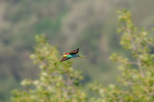 a colorful bee-eater (Merops apiaster) flies through the air hunting for insects