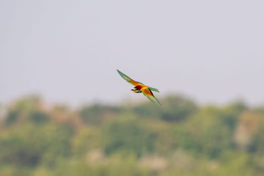 a colorful bee-eater (Merops apiaster) flies through the air hunting for insects