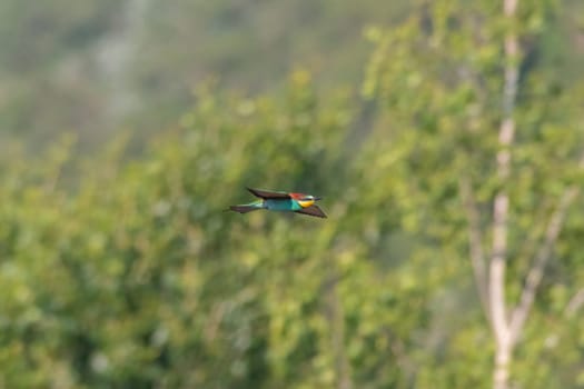 a colorful bee-eater (Merops apiaster) flies through the air hunting for insects