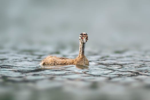 a young Great crested grebe chick (Podiceps cristatus) swims on a reflective lake