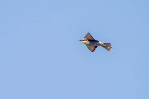 a colorful bee-eater (Merops apiaster) flies through the air hunting for insects