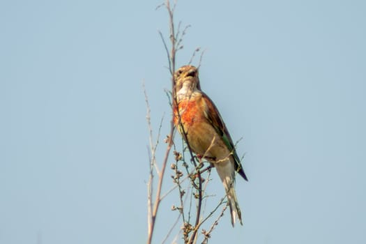 a male linnet sits on a branch in a garden