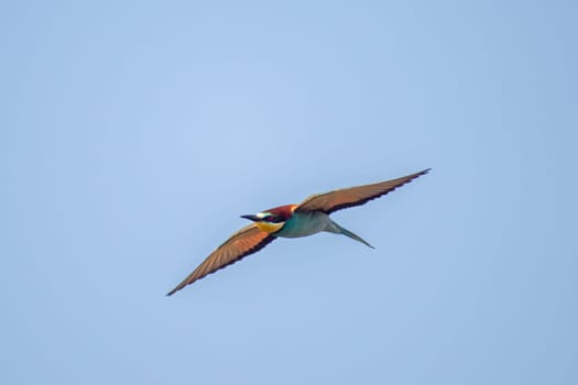 a colorful bee-eater (Merops apiaster) flies through the air hunting for insects