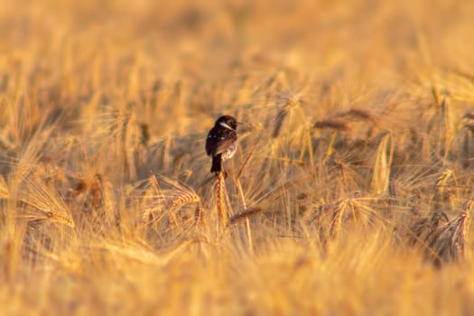 a Stonechat (Saxicola rubicola) sits on the ears of a wheat field and searches for insects