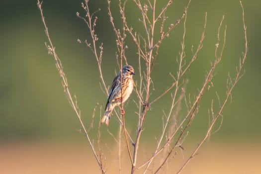 a female linnet sits on a branch in a garden